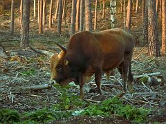 Büffel im Wald
